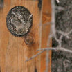Whiskered Screech-Owl